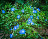 1400  Heavenly Blue Morning Glory Seeds Bulk Untreated Blue Flowers Vine - $19.98