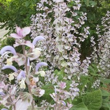 Organic Clary Sage Fresh Seeds USA - £6.34 GBP