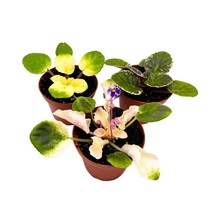 Harmony&#39;s Variegated African Violet Assortment, 4 inch Set of 3, Rare Sa... - £44.56 GBP