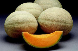 Bulk Athena Hybrid Cantaloupe Seeds SS - £12.69 GBP