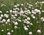 Sale 25 Seeds Tawny Cottongrass Flower Eriophorum Virginicum Hare&#39;S Tail... - £7.91 GBP