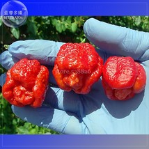 Trinidad Scorpion Pepper 20 Seeds Professional Pack BUTCH Worlds Hottest Chilli  - £6.30 GBP