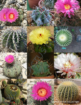 ECHINOCACTUS MIX variety exotic barrel cactus rare flowering cacti seed ... - $167.21 MXN