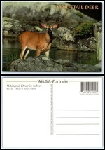 Vintage ANIMAL Postcard - Whitetail Deer GG4 - $2.84