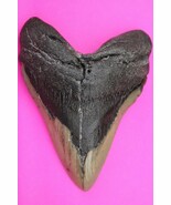 Authentic Megadolon Shark Tooth 5.06 Inches 249 Grams Fossil Dino Girl C... - $208.45 CAD