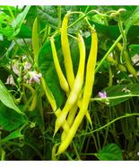 25 Seeds GOLDRUSH GREEN BEAN Bright Yellow Wax Bean Phaseolus Vulgaris V... - $18.00