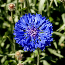 Grow In US Cornflower Seeds - Tall Blue, Heirloom, 100 Seeds, Open Pollinated - £7.20 GBP