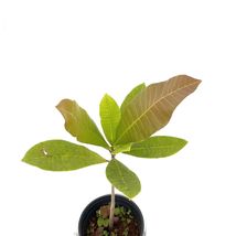 Live Cashew nut / pajuil ( Anacardium occidentale ) tropical fruit tree 12”-18” - £63.85 GBP