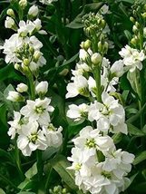 50 Seeds White Night Scented Stock Matthiola Flower Long Lasting Annual - £13.51 GBP