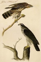 Gos Hawk by John James Audubon - Art Print - £17.42 GBP+