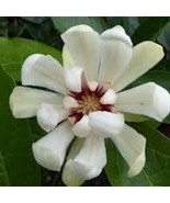 Calycanthus Venus Sweetshrub 2 Gallon Pot Beautiful Garden - $133.99