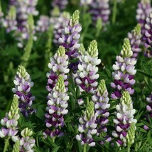 TISSEEDS 25 Lilac White Lupine Seeds Flower Perennial Hardy Flowers Seed... - $8.99