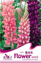 New Fresh Mixed Russell Lupine Lupinus Polyphyllus Flower Seeds Dull Ice Flower - £2.93 GBP