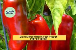 Giant Marconi Red Sweet Pepper Seeds – 250mg for Planting, Award-Winning... - $6.50