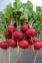 Crimson Giant Radish 100, 200, 500, 2000 seeds Crispy Huge Heirloom Wholesale - £1.36 GBP+