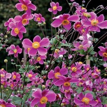 50 Japanese Anemone Seeds ??ose Beauty?? Anemone Hupehensis   Magical Colors Fro - £8.64 GBP