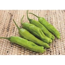 Best SELLER USA 10 Seeds Takara Sweet Pepper Seeds - £4.25 GBP