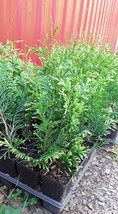 Lot of (20) Twenty Green Giant Arborvitae starter trees 11&quot;-17&quot; Tall Shi... - $211.95