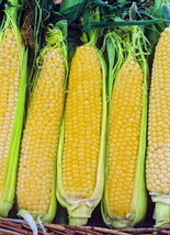 Fresh Kandy Korn Sweet Corn 300 Seeds US Seller - $21.98