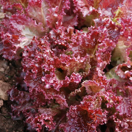Lettuce Lolla Rosa Red Leaf 250 Seeds Garden - $1.98