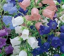 50+ Heirloom Campanula Canterbury Bells Flower Seed Mix Great Gift - $9.88