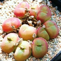 USA Store 20 Seeds Store Gibbaeum Cryptopodium Succulent Ice Living Rocks Mesemb - £12.50 GBP