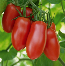 20 Pc Seeds Federle Tomato Vegetable Plant, Paste Tomato Seeds for Planting | RK - £15.10 GBP
