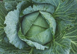 Cabbage Golden Acre HEIRLOOM 100+ seeds 100% organic Non GMO Grown in USA - $3.99