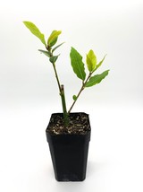 Bay Leaf Tree - 5-7&quot; Live Plant - 2&quot; Pot - Sweet Bay Laurel, Laurus nobilis - H0 - £74.26 GBP