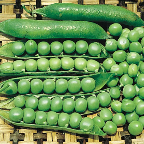 140+ Lincoln Shell Pea Seeds Non-Gmo Fresh Harvest Great Taste Garden - £7.82 GBP
