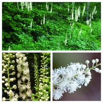 5 Bulbs/Roots Black Cohosh Fairy Candles Black Snakeroot American Bugbane - £47.99 GBP