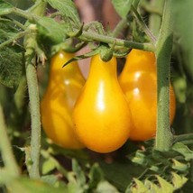 USA SELLER 50 Yellow Pear Cherry Tomato Seeds Fresh New - $10.49