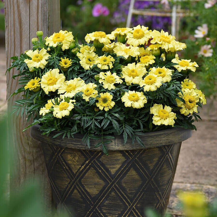RD 25+ Daisy Wheel Lemon Marigold Seeds for Garden Planting  - $5.15