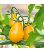 Yellow Pear Tomato Seeds 100 Ct Vegetable Garden - $9.98