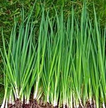 Onion, Tokyo Long White, Heirloom, Organic 500+ Seeds, Great In Salads, Non Gmo - $8.90