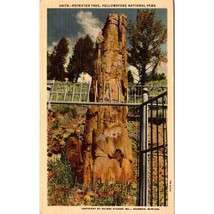 Vintage Linen Postcard, Petrified Tree Yellowstone National Park Montana - $8.80