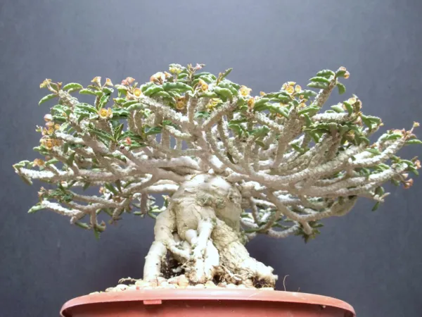 Euphorbia Capsaintemariensis Madagascar Bonsai Caudex Cacti 10 Seeds Fresh Garde - £18.85 GBP