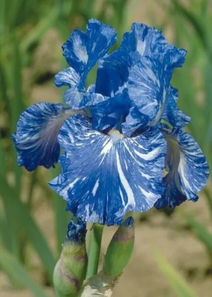 Bearded Iris Flower Blue White Plants 25 Fresh Authentic Seeds Garden - £7.99 GBP