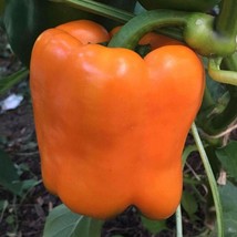 150 Pepper Seeds Sweet Orange Sun 80 days - Garden Seeds - FREESHIP - $49.99