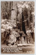 RPPC Ralph Waldo Emerson Tree Muir Woods Nat&#39;l Monument CA By Zan Postca... - £7.95 GBP
