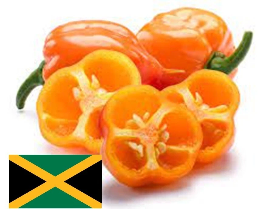 35+ JAMAICAN ORANGE Habanero Pepper SEEDS Heirloom Non-GMO Vegetable FAS... - $8.28