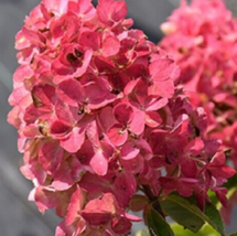 5 Pc Seeds Fire Light Hydrangea Flower,Perennial Hydrangea Seeds for Planting RK - £9.91 GBP