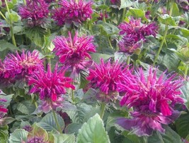 100_+ Fireball Bee Balm Seeds Flowers Seed Bloom Hummingbird Flower Seeds Us 133 - £7.69 GBP