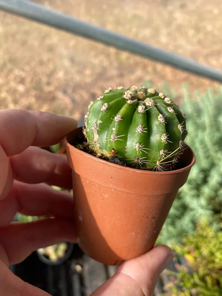 Cactus Echinobivia Rainbow Bursts 2 inch Pot Live Plant - $16.93