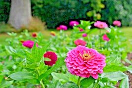 300 Pink Zinnia Flower Seeds Cut Flowers Flowering Summer Annual Luminosa Easy - £14.37 GBP