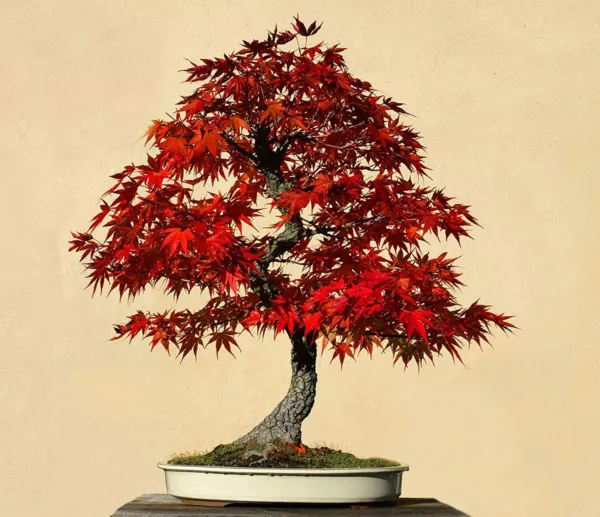 30 Red Maple Bonsai Tree Seeds Usa Seller - $19.92