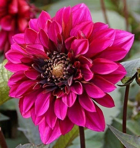 Dahlia PURPLE HAZE 1 Live Flower Plant Bulb Tuber Anemone Purple Pink Red - €33,60 EUR
