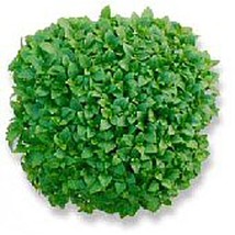 Dwarf Greek Basil Seeds Fresh Seeds USA - $12.80