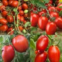 Tomato Mix Rainbow Cherry Tomatoes Heirloom Indeterminate  100  + seeds ... - $8.98