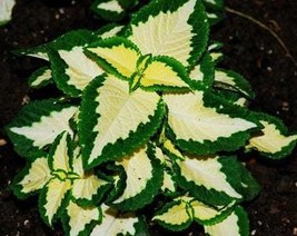 100 Rainbow Coleus Seeds F4024-10 Gardening USA SELLER - £9.08 GBP